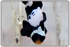 Black Snowflake Ocellaris - Captive Bred
